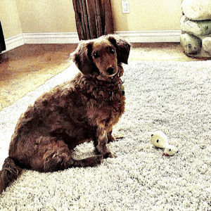 Meet your Posher, Ollie